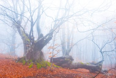 Parlak, nemli sonbahar kayın ormanları ve sisli ağaçlar.