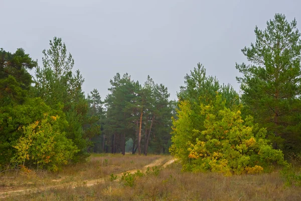 red dry autumn forest glade at pale misty day, beautiful seasonal outdoor forest scene