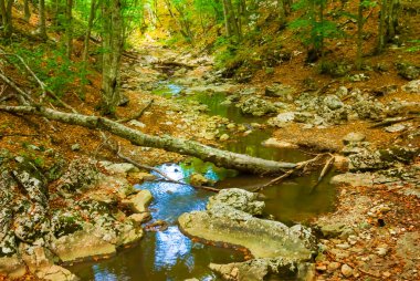 Küçük dere dağ kanyonunda kırmızı kuru yaprakların arasında akıyor.