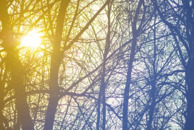 Işıl ışıl güneş, ağaç dallarının arasından geçiyor siluet, güzel doğal arka plan