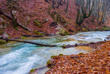 Küçük dere dağ kanyonunda kırmızı kuru yaprakların arasında akıyor.