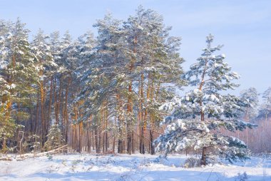 Mavi bulutlu gökyüzü altında köknar ağacı ormanı, güzel açık hava manzarası