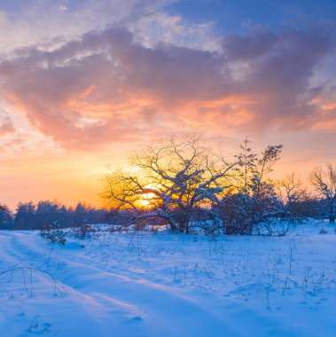 Kış grubunu orman glade gün batımında