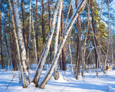 Huş ağacı ormanı açık kış gününde karla kaplanır.