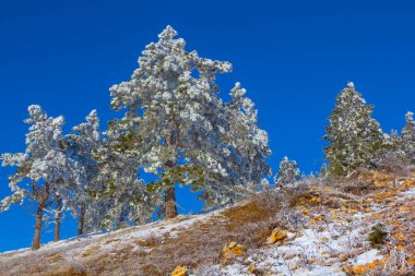 Yamaçta karla kaplı köknar ormanı