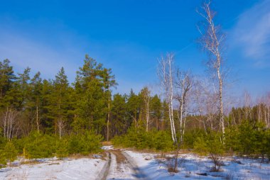 Köknar ağacı ormanı kar altında, parlak bir kış günü sahnesinde.