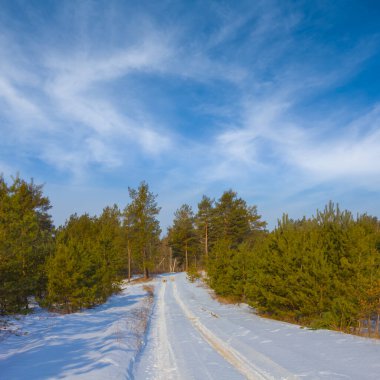 Köknar ağacı ormanı kar altında, parlak bir kış günü sahnesinde.