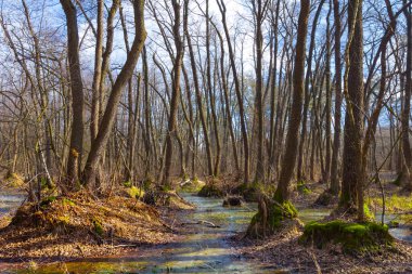 Aydınlık bir bahar gününde ormanı sel bastı.