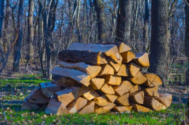Orman açıklığında meşe ağacı yığını