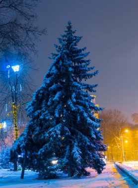 Karla kaplı yüksek köknar ağacı olan şehir meydanı.