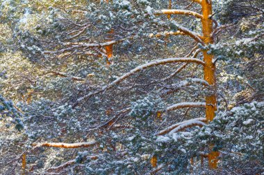 Karlı köknar ağacı ormanı, güzel kış arkaplanı