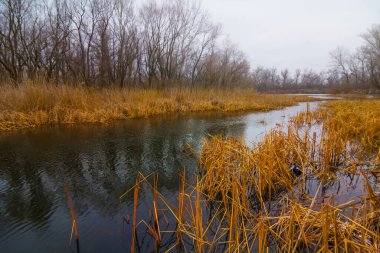 Sahilde ormanlı sakin sonbahar nehri