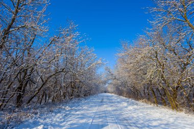 Kışın ortasında yol aydınlık bir günde karla kaplı orman.