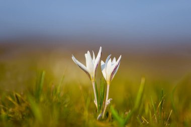 Yeşil çayır çimlerinde yakın plan beyaz kır çiçeği