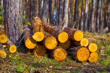 Ormanda çam ağacı gövdesi yığını var.