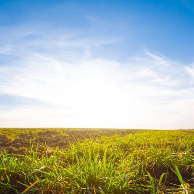 İlkbahar yeşili kırsal alanda gün doğumunda