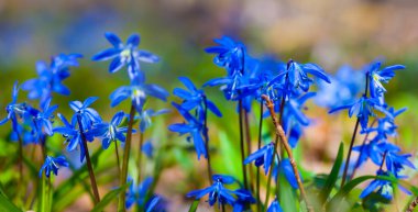 Kapalı mavi kardamlası çiçekleri bir ormanda, güzel açık hava ilkbahar manzarası