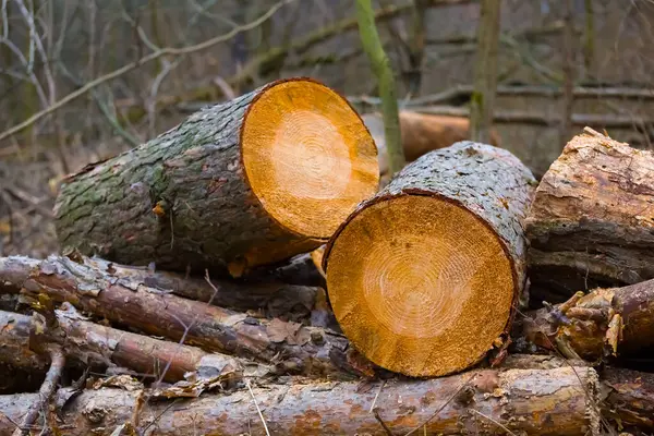 Ormanda çam ağacı gövdesi yığını var.