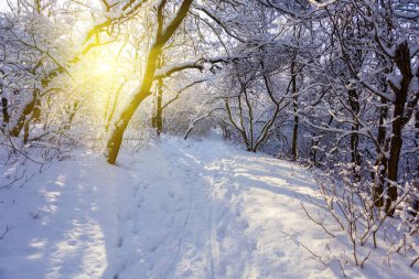 winter snowbound forest glade in light of sparkle sun