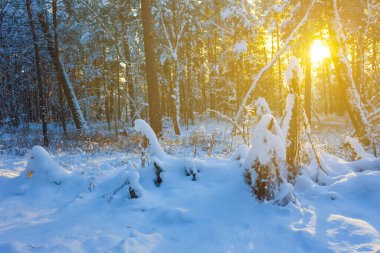 winter snowbound forest glade in light of sparkle sun