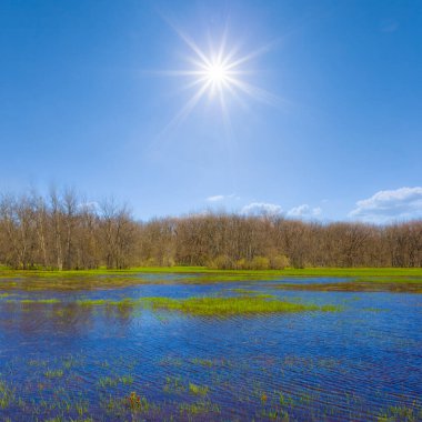 İlkbahar, ışıl ışıl güneşin altında ormanları sular altında bıraktı.