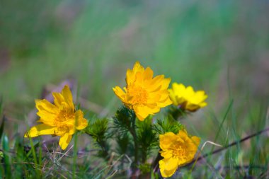 Çimenlerdeki yabani Adonis çiçekleri yığını