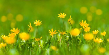 Ormandaki yabani çiçekler, güzel bahar manzarası.