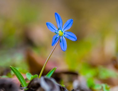 Ormandaki mavi kar damlası yığını, güzel doğal bahar manzarası.