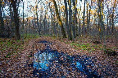Sessiz ormanların arasındaki kirli zemin yolu kırmızı kuru yapraklarla kaplı.