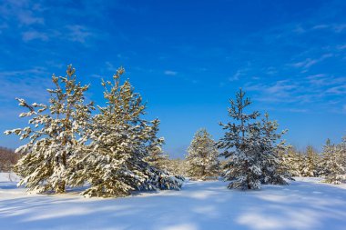 Kışa bağlı köknar ormanı açık havada