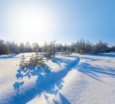 winter snowbound forest glade in light of sparkle sun
