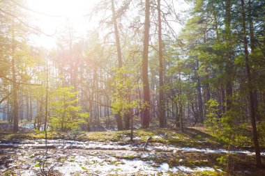 Işıl ışıl güneş ışığında orman açıklığı