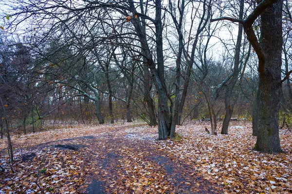 dirty ground road among quiet forest covered by red dry leaves