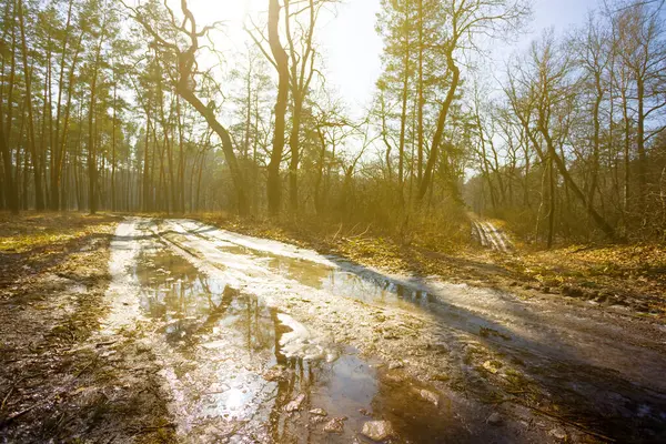 dirty ground road in forest at sunny day