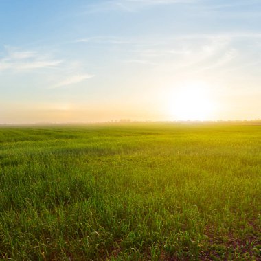 bahar yeşili kırsal buğday tarlası gün batımında