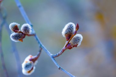 Çiçek açan ağaç dalını kapat, bahar arka planında