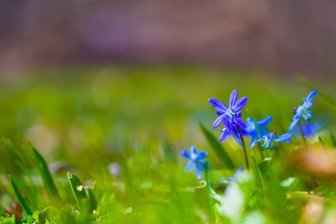 Yakın plan vahşi mavi Scilla kardelen çiçekleri bir ormanda, güzel bir açık bahar arka planı
