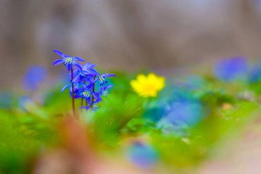 Yakın plan vahşi mavi Scilla kardelen çiçekleri bir ormanda, güzel bir açık bahar arka planı
