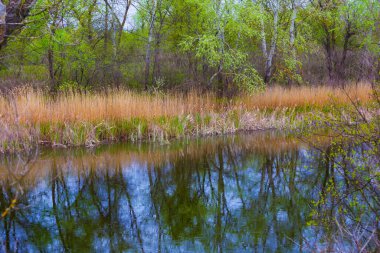 Nehrin kıyısında ormanla birlikte sakin bir nehir.