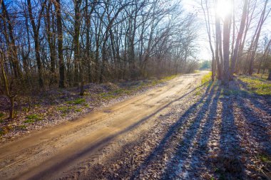 Güneş ışığında ormanın içinden geçen toprak yol.