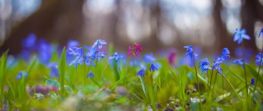Orman açıklığı mavi Scilla kardalıklarıyla kaplı, güzel doğal bahar arkaplanı.