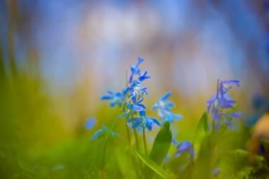 Orman açıklığı mavi Scilla kardalıklarıyla kaplı, güzel doğal bahar arkaplanı.