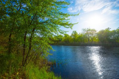 Sakin yaz nehri, güneşli bir günde sahilde orman.