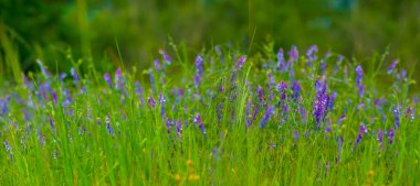 Kapalı yeşil orman, kır çiçekleri, güzel mevsimlik doğal arka plan.