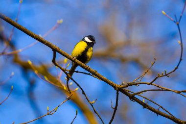 Yakın plan meme faresi ağaç dalına otur, parlak doğal kuş sahnesi.