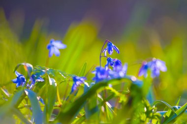 Ormandaki mavi Scilla çiçekleri yığını