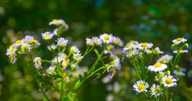Çayırdaki yabani çiçek yığınını kapatın.