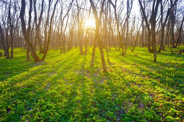 green forest glade at the sunset, beautiful spring evening forest scene