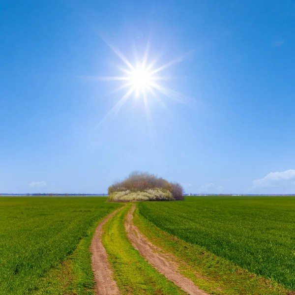 green rural field under a sparkle sun, spring agricultural background