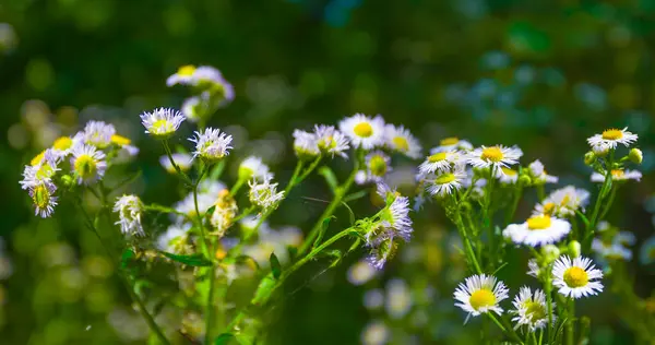 Çayırdaki yabani çiçek yığınını kapatın.